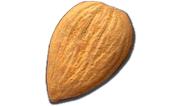 Apricot kernels